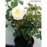Rožė - Rosa Cream Abundance (Harflax) P21,5C4 3/4METAI