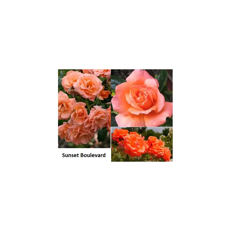 Rožių sodinukai internetu  - Sunset Boulevard (Harbabble)