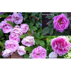 Rožė - Rosa Wasagaming C4