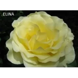 Rožė - Rosa Elina P29C10 4METAI