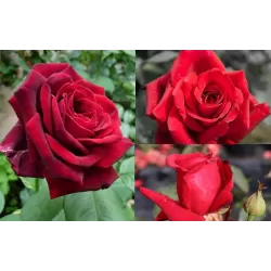 Rožė - Rosa DUFTZAUBER