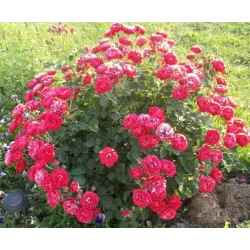 Rožė - Rosa MORDEN AMORETTE