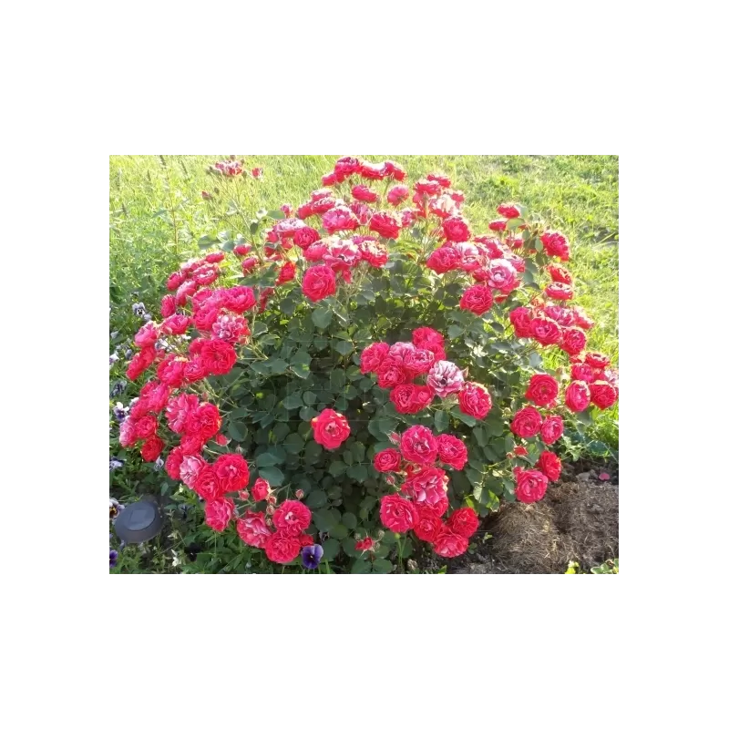 Rožė - Rosa MORDEN AMORETTE