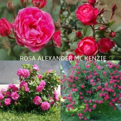 Rožė - Rosa Alexander Mc Kenzie savašaknė c3