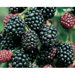 Gervuogė - Rubus fruticosus REUBEN