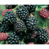 Blackberry - Rubus fruticosus REUBEN