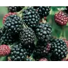 Gervuogė - Rubus fruticosus REUBEN