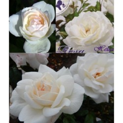 Rožė - Rosa HELGA ®  C4 vazone