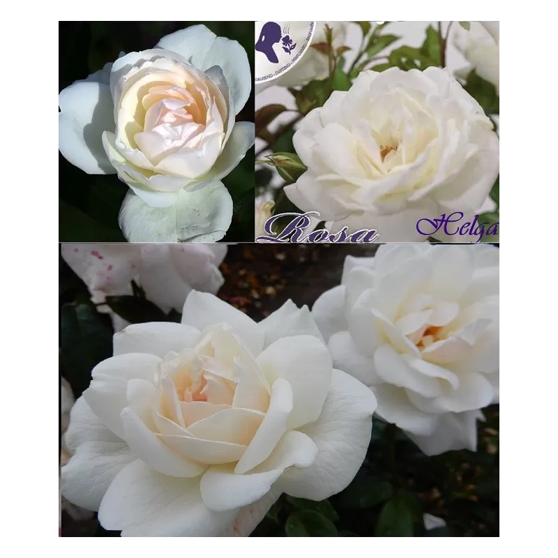 Užsisakyk augalus pavasariui jau dabar