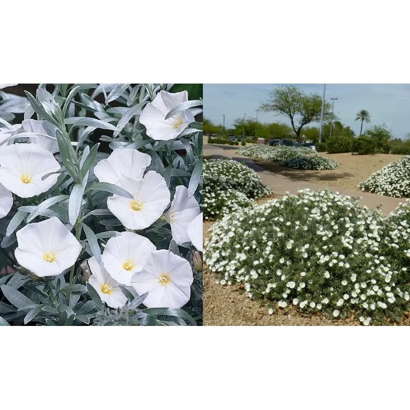 Egzotiniai augalai internetu