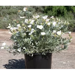 Egzotiniai augalai internetu