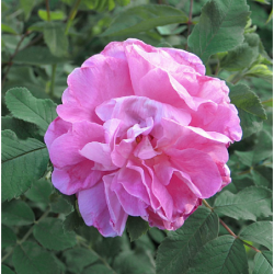 Rožė - Rosa SWEET ADELINE