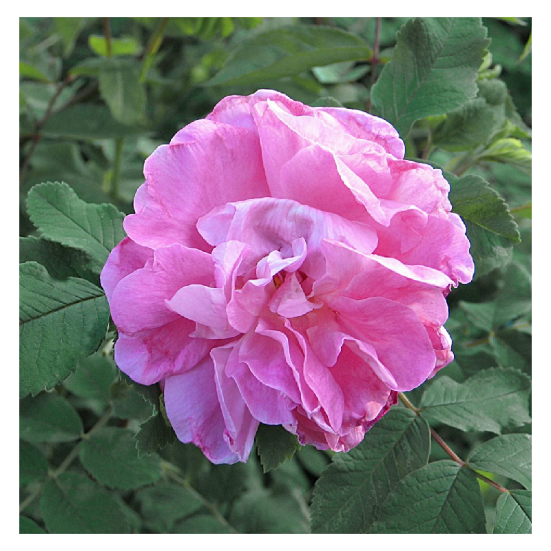 Rožė - Rosa SWEET ADELINE