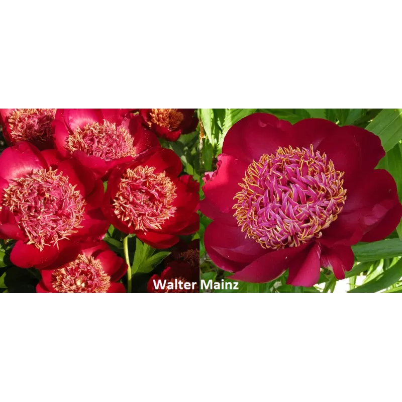 Bijūnų Walter Mainz sodinukai su pristatymu į namus