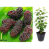 Mulberry - Morus acidosa MULLE