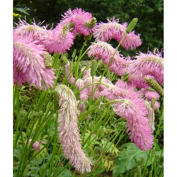 Kraujalakė - Sanguisorba PINK BRUSHES