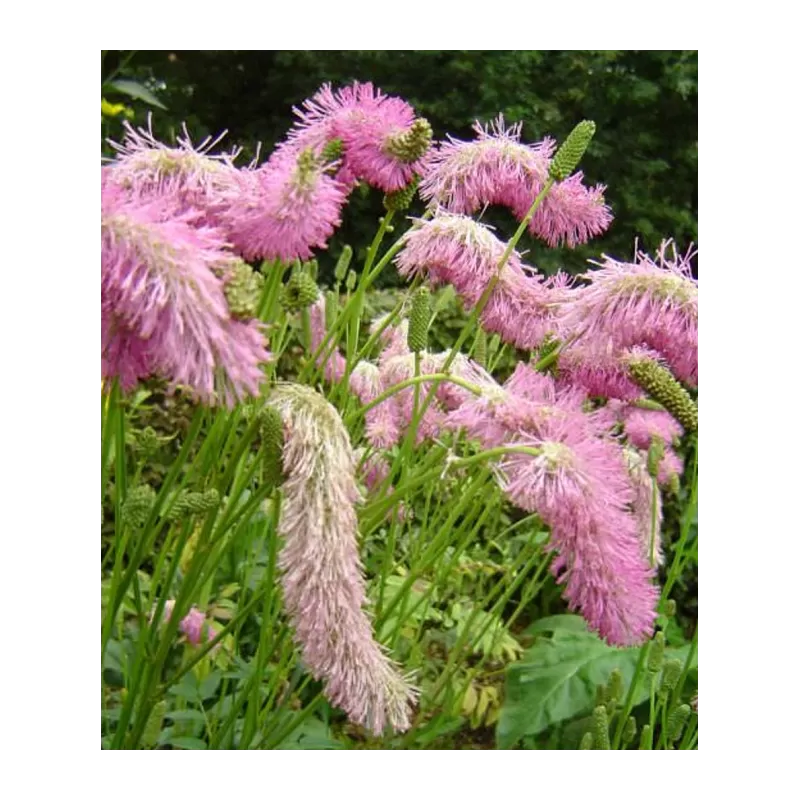 Kraujalakė - Sanguisorba PINK BRUSHES