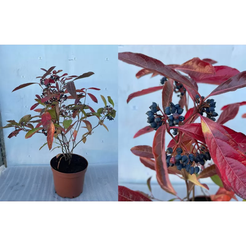 Plikasis (žvilgusis) putinas - Viburnum nudum Winterthur P29C10R 60-80CM 2-3st gyva foto 2021-10-08