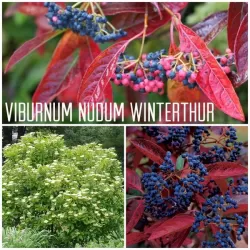 Plikasis (žvilgusis) putinas - Viburnum nudum Winterthur P29C10R 60-80CM 2-3st gyva foto 2021-10-08