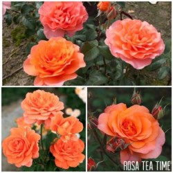 Rožė - Rosa Tea Time P21C5