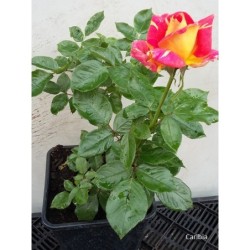 Rožė - Rosa Caribia P19,5/C5,6 2/3METAI