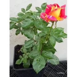 Rožė - Rosa CARIBIA UŽSAKYMAS 2026 METAMS