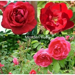 Rožė - Rosa MORDEN RUBY ® kanadietiška savašaknė P12X12X19/C2...