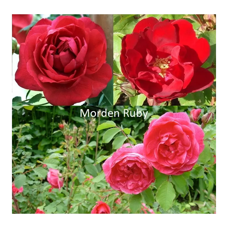 Rožė - Rosa Morden Ruby neskiepyta Rožė - Rosa Morden Ruby neskiepyta