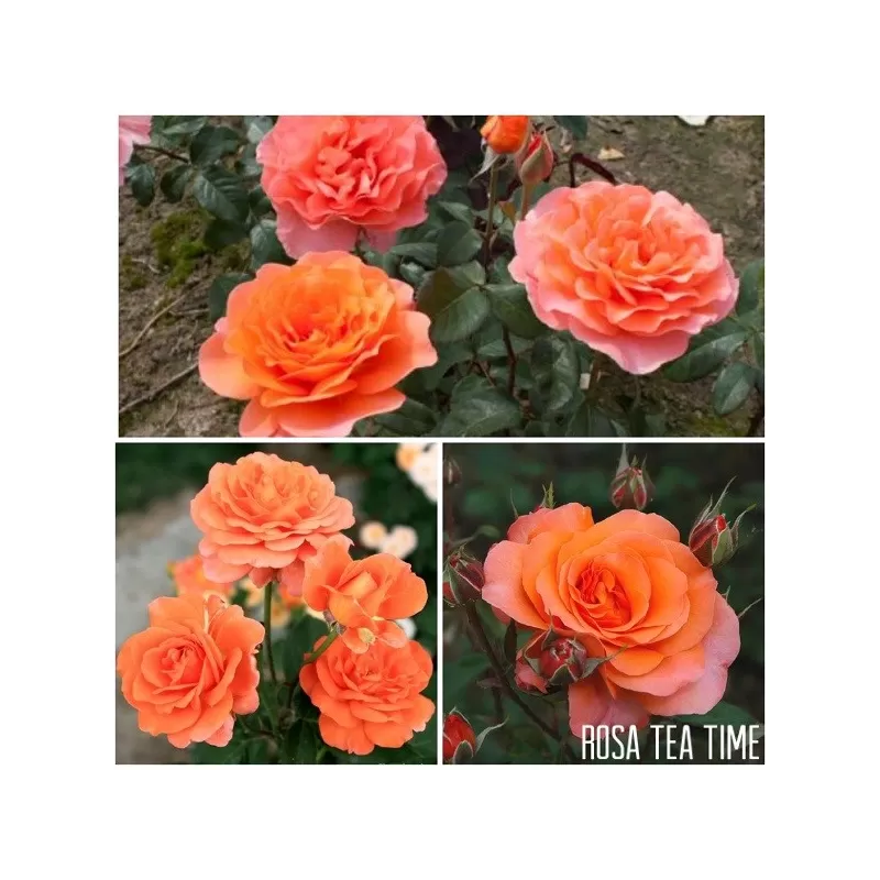 Rožė - Rosa Tea Time skiepyta C3 A2 kokybė