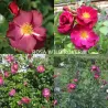 Rožė - Rosa WILD ROVER® 5 metai P16C3