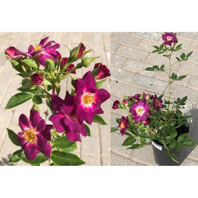 Rožė - Rosa Bluesy Jan Spek / Dickson skiepyta P16C3  A2 kokybė