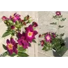 Rožė - Rosa Bluesy Jan Spek / Dickson skiepyta P16C3 A2 kokybė