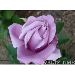 Rosa WALTZ TIME®