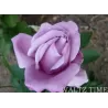 Rosa WALTZ TIME®