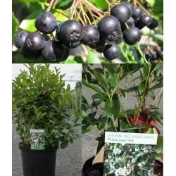 Juodavaisė aronija - Aronia melanocarpa PROFESSOR ED