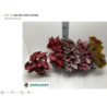 Lapinė begonija - Begonia  Mix 12Ø x4 skirtingos gyvos foto 2022-04-03 pristatome iškart