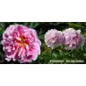 Daugiametės gėlės internetu su pristatymu į namus