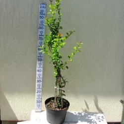 Japoninis svarainis - Chaenomeles × superba