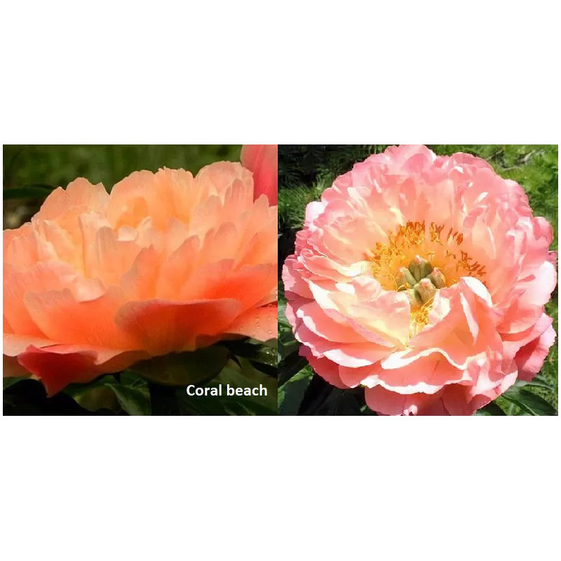 Bijūnų Coral Beach sodinukai su pristatymu į namu