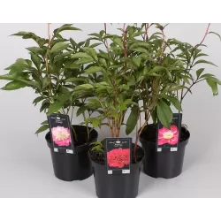 Bijūnų Coral Beach sodinukai su pristatymu į namu