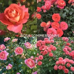 Rožė - Rosa SOMMERSONNE® Kordes®