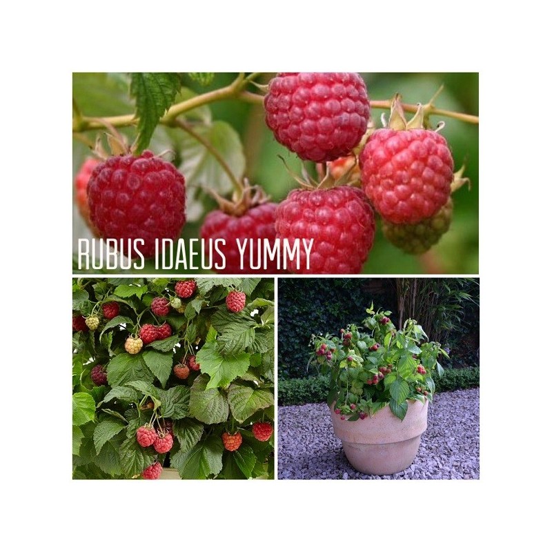 Avietė (remontantinė) - Rubus idaeus BonBonBerry Yummy ®