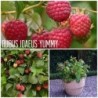 Rubus idaeus BonBonBerry® Yummy ®