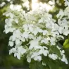 Hortenzijų krūmai ir medeliai su pristatymu į namus