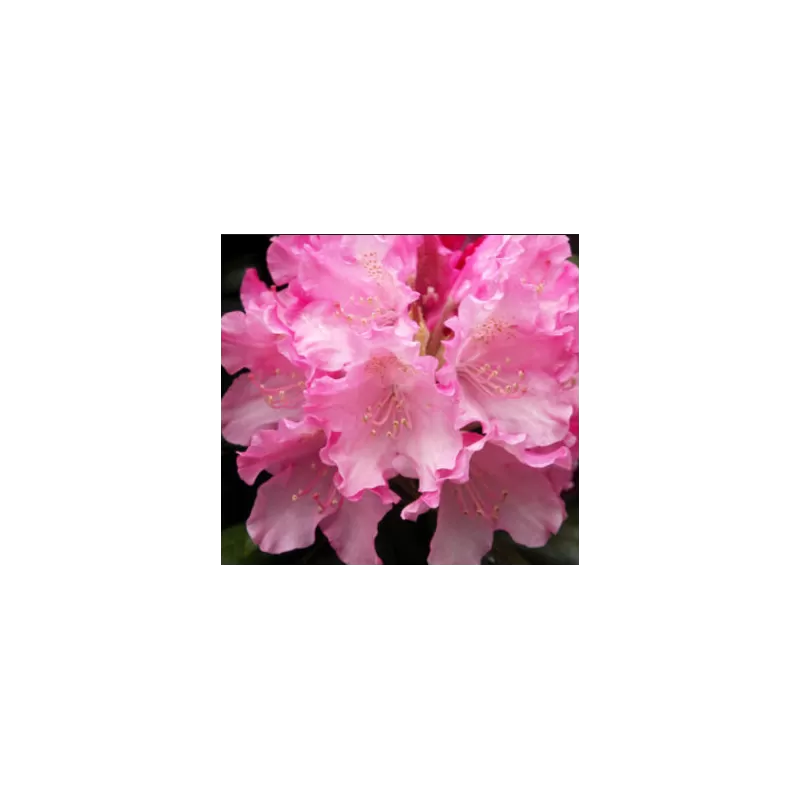 Rododendras - Rhododendron (Y) Kalinka