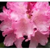 Rododendras - Rhododendron (Y) Kalinka