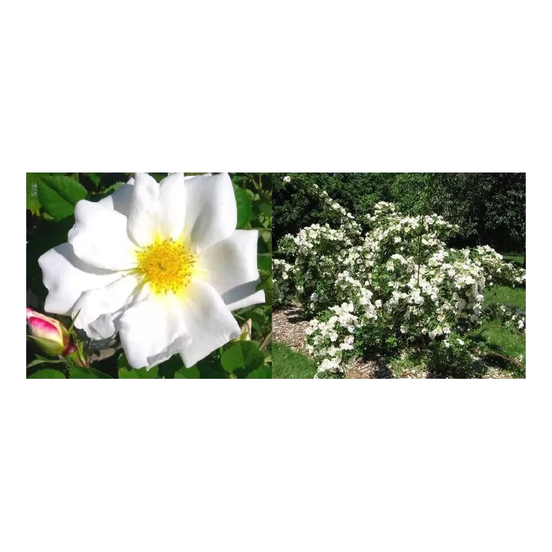 Rožė - Rosa moyesii Nevada