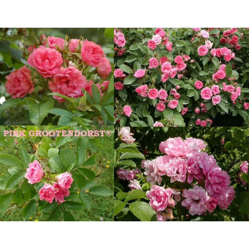 Rožių sodinukai internetu - Pink Grootendorst