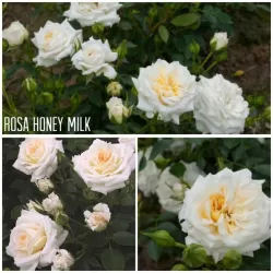 Rožė - Rosa Honeymilk skiepyta