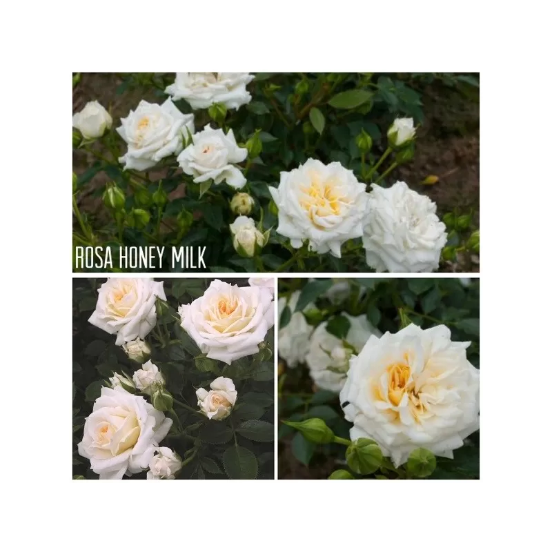 Rožė - Rosa Honeymilk skiepyta